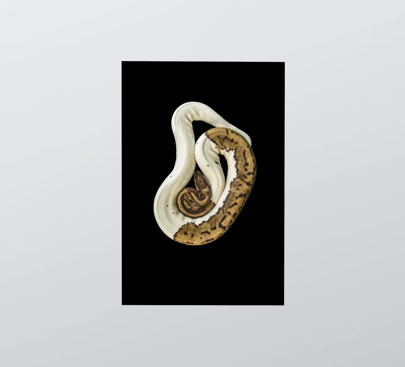 Bruine en witte python sticker van Curious Collections by Marielle Leenders