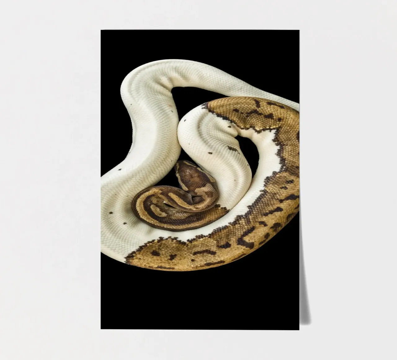 Braun & Weiß Python Stickerbogen von Curious Collections by Marielle Leenders