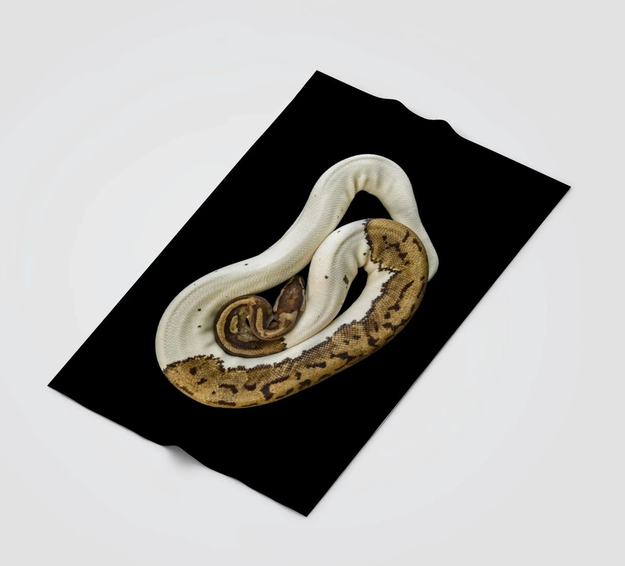 Braun & Weiß Python Fleecedecke von Curious Collections by Marielle Leenders