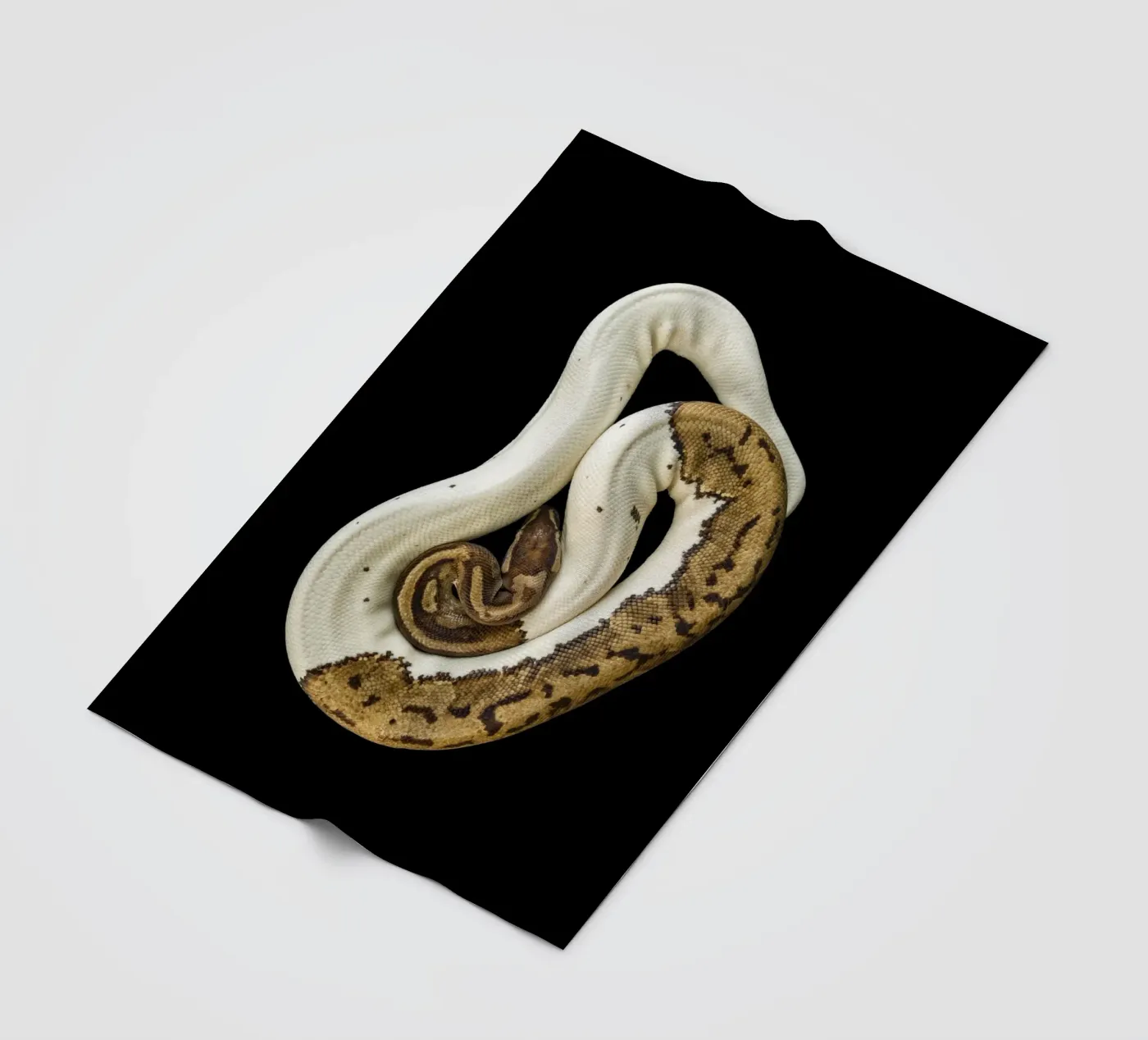 Pitone marrone e bianco coperta in pile da Curious Collections by Marielle Leenders