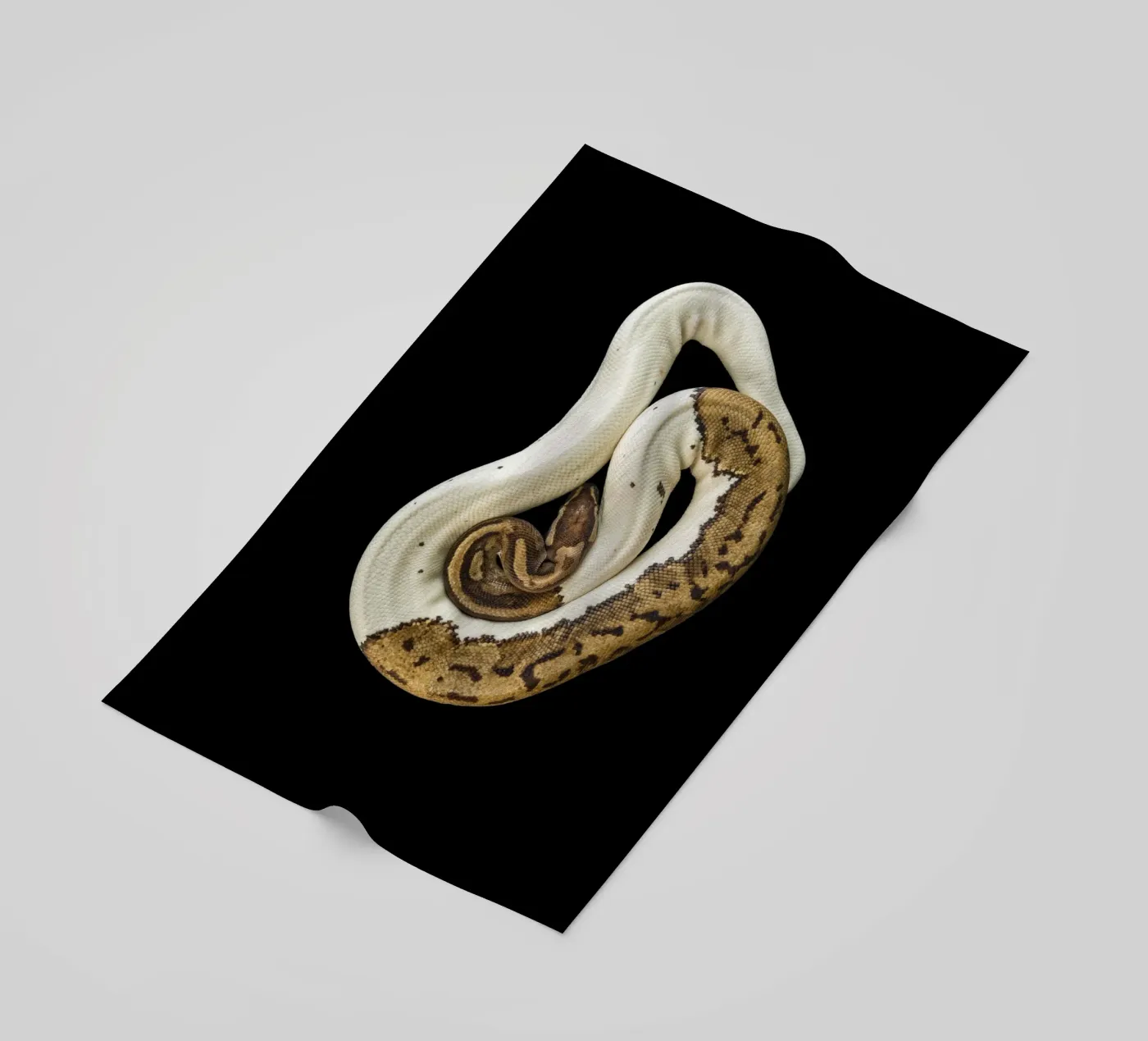 Brown & White Python telo mare da Curious Collections by Marielle Leenders
