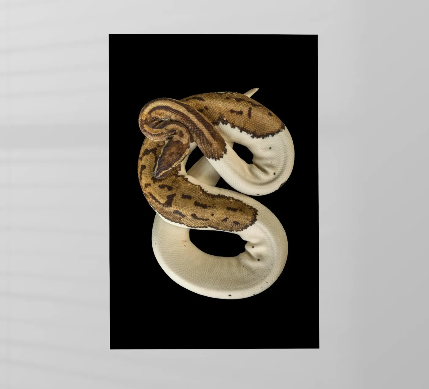 Brown & White Python backlit folie van Curious Collections by Marielle Leenders