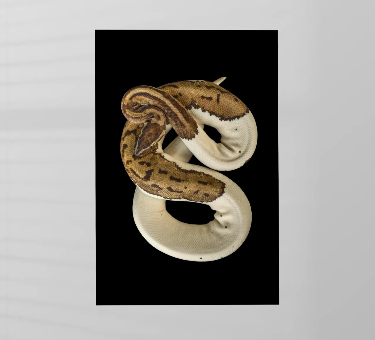 Bruine en witte python backlit folie van Curious Collections by Marielle Leenders