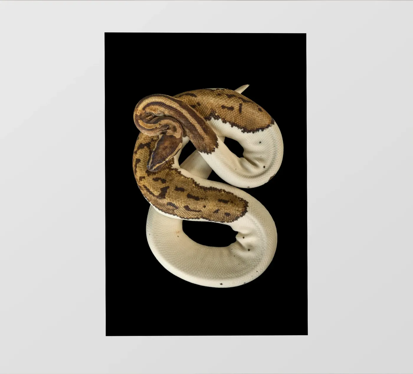 Brown & White Python backlit folie van Curious Collections by Marielle Leenders