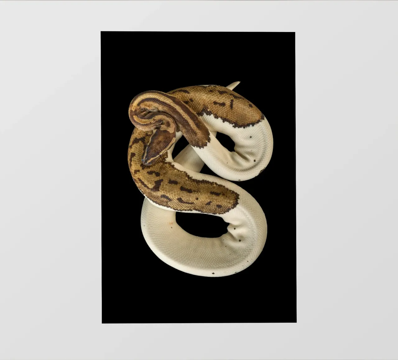 Bruine en witte python fotobehang van Curious Collections by Marielle Leenders