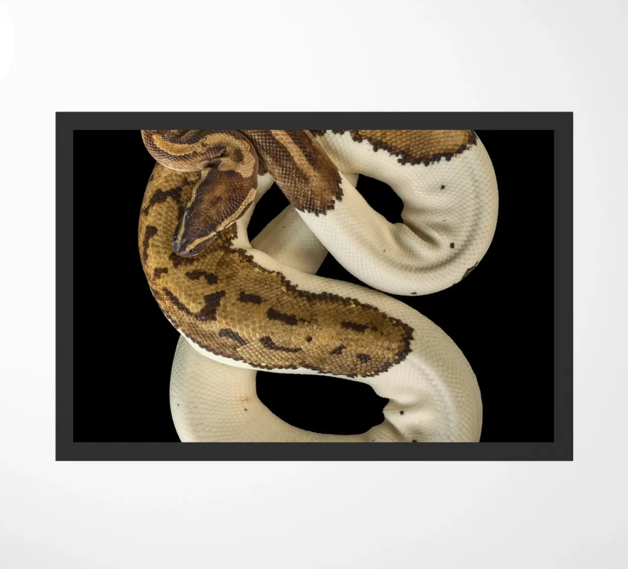 Bruine en witte python deurmat van Curious Collections by Marielle Leenders