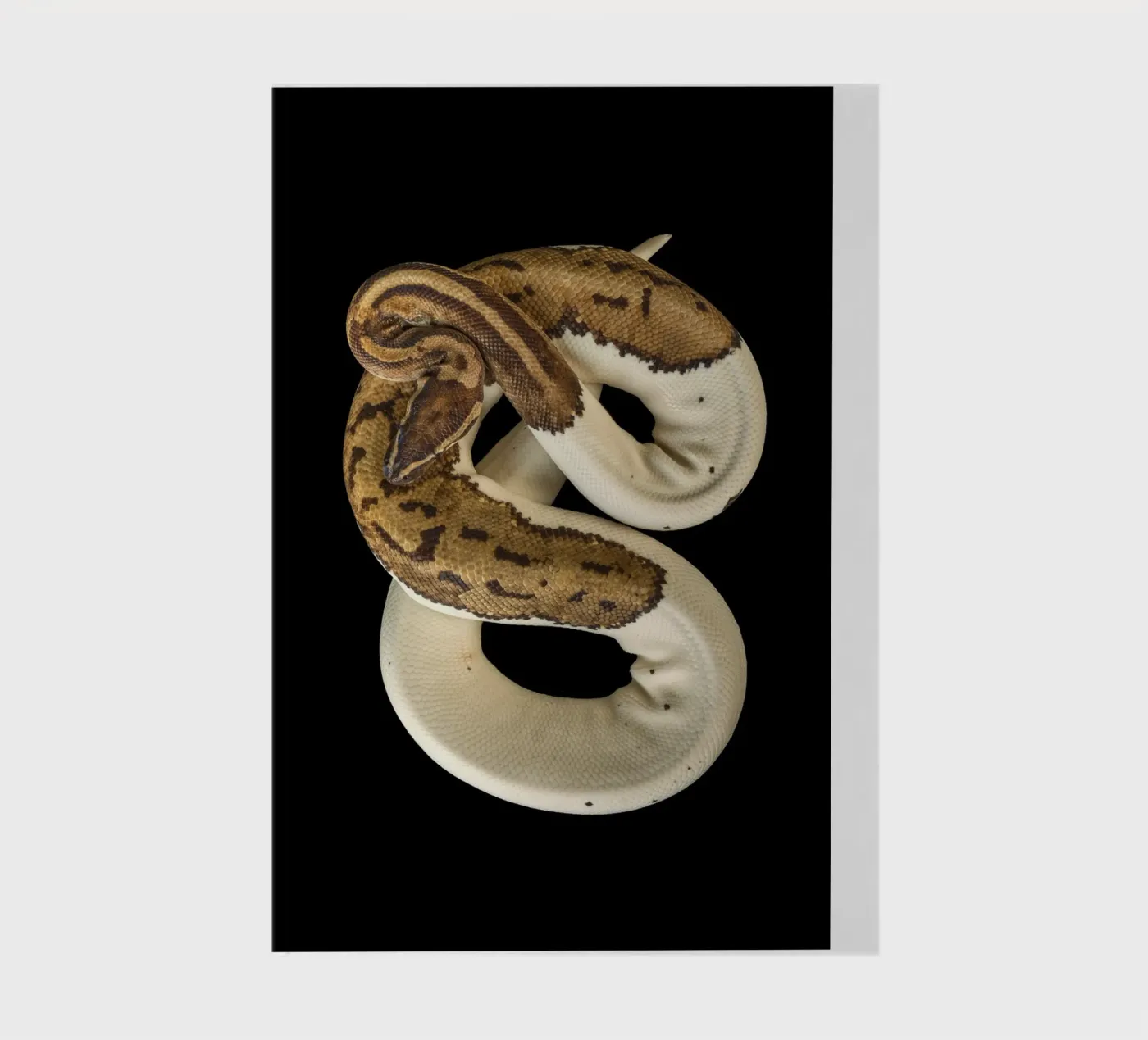 Pitone marrone e bianco diario da Curious Collections by Marielle Leenders