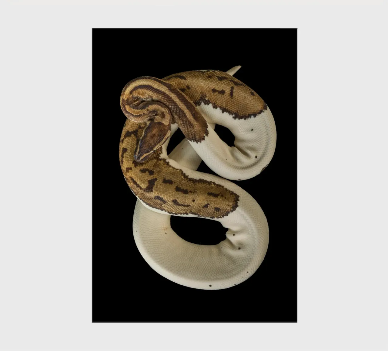Brown & White Python notebook by Curious Collections by Marielle Leenders