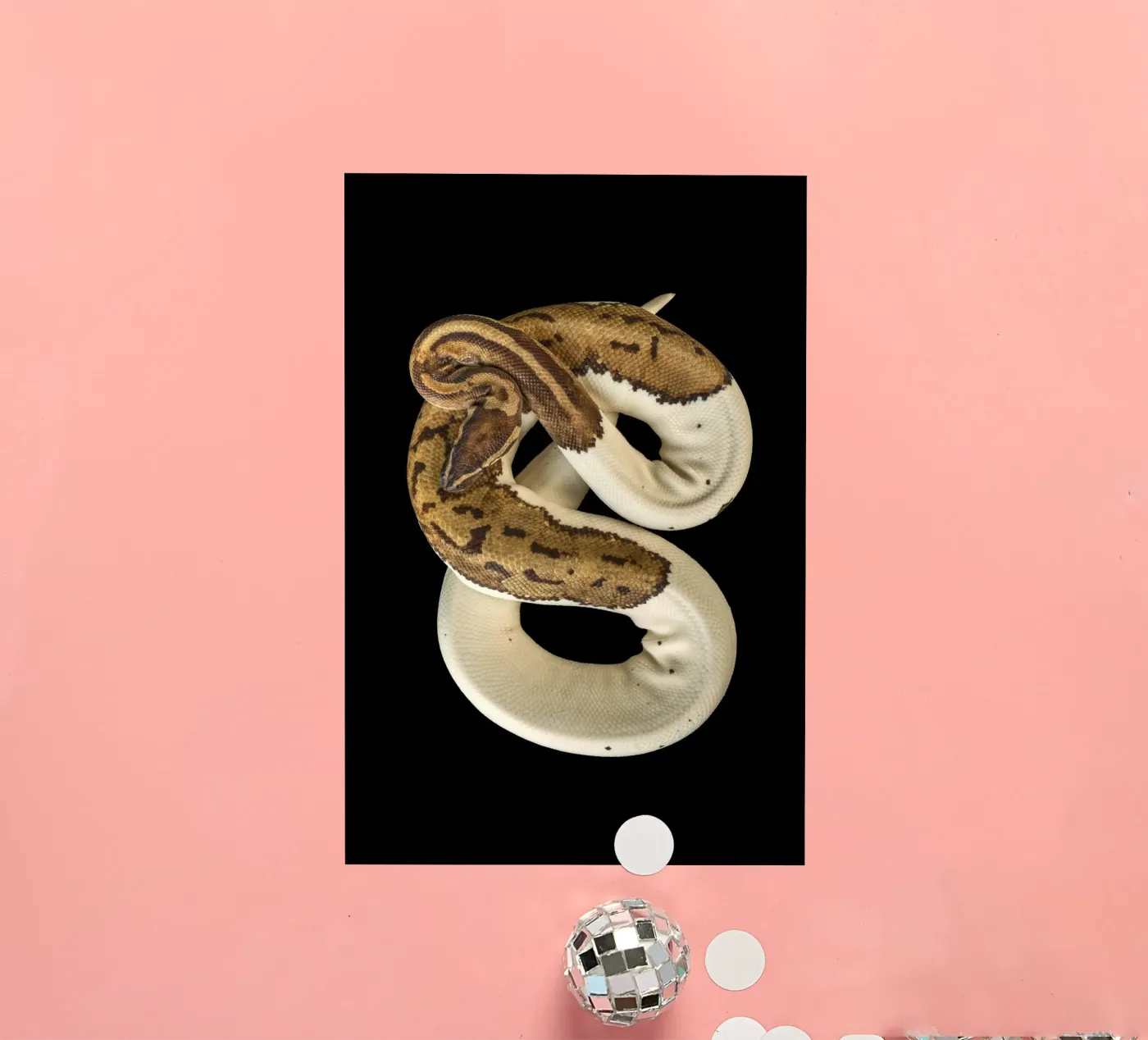 Brown & White Python Sticker von Curious Collections by Marielle Leenders