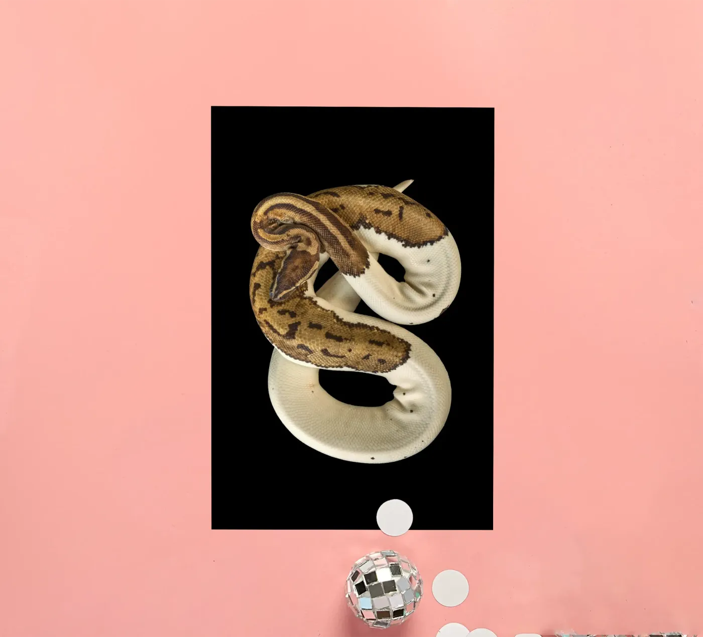 Pitone marrone e bianco adesivo da Curious Collections by Marielle Leenders