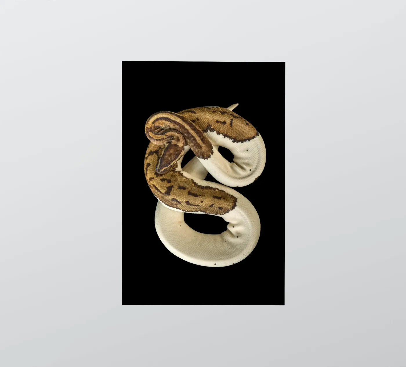 Brown & White Python Sticker von Curious Collections by Marielle Leenders