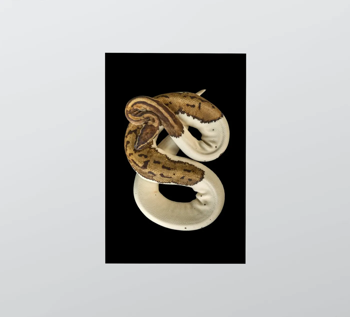 Pitone marrone e bianco adesivo da Curious Collections by Marielle Leenders