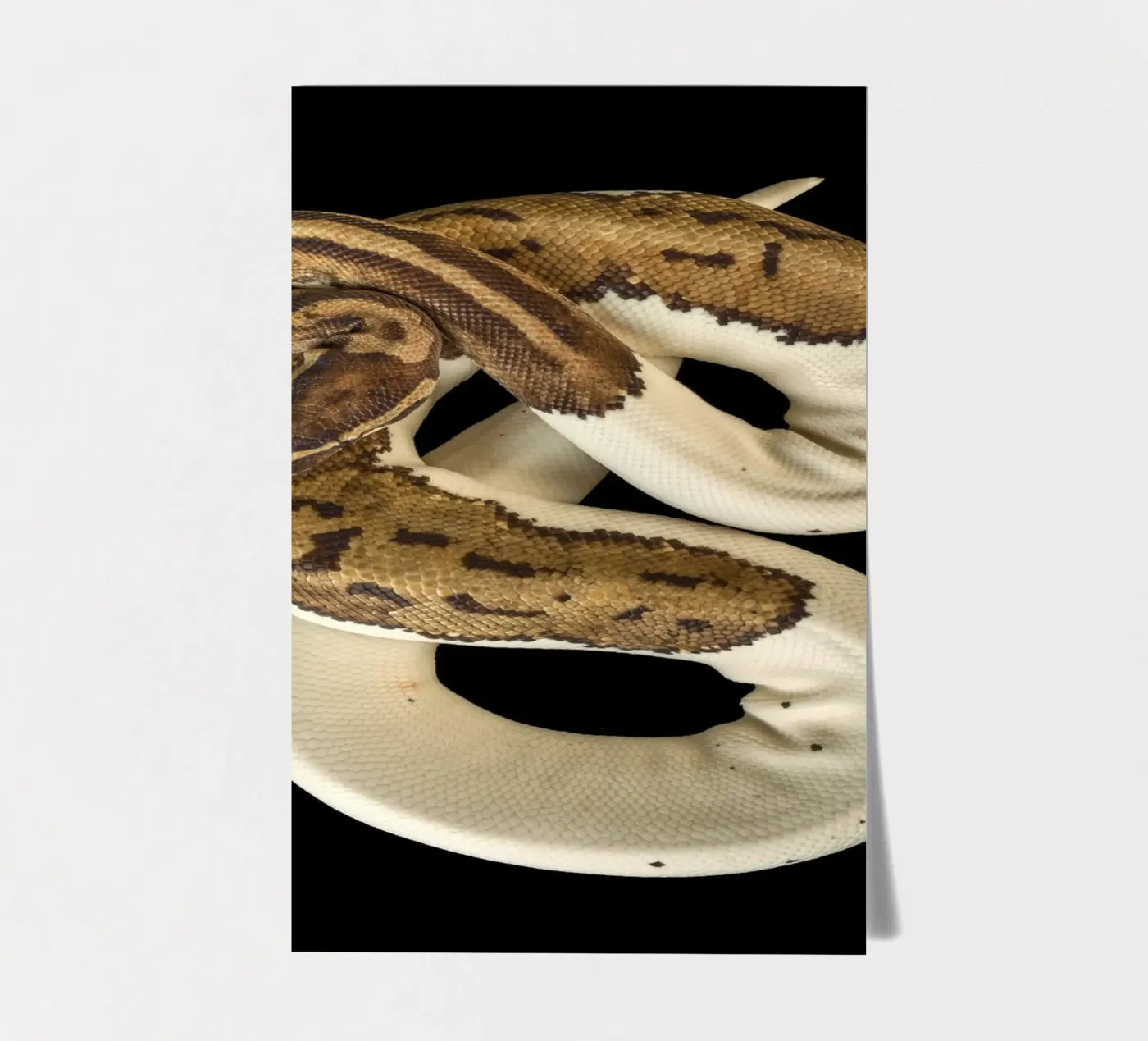 Brown & White Python sticker sheet by Curious Collections by Marielle Leenders