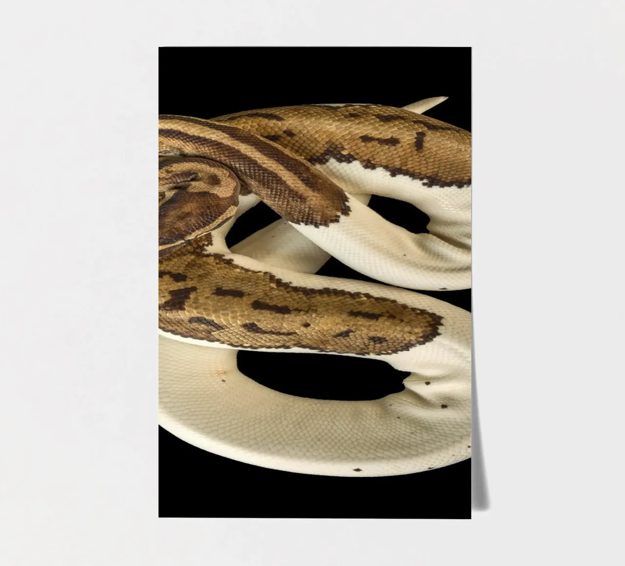 Pitone marrone e bianco foglio adesivo da Curious Collections by Marielle Leenders
