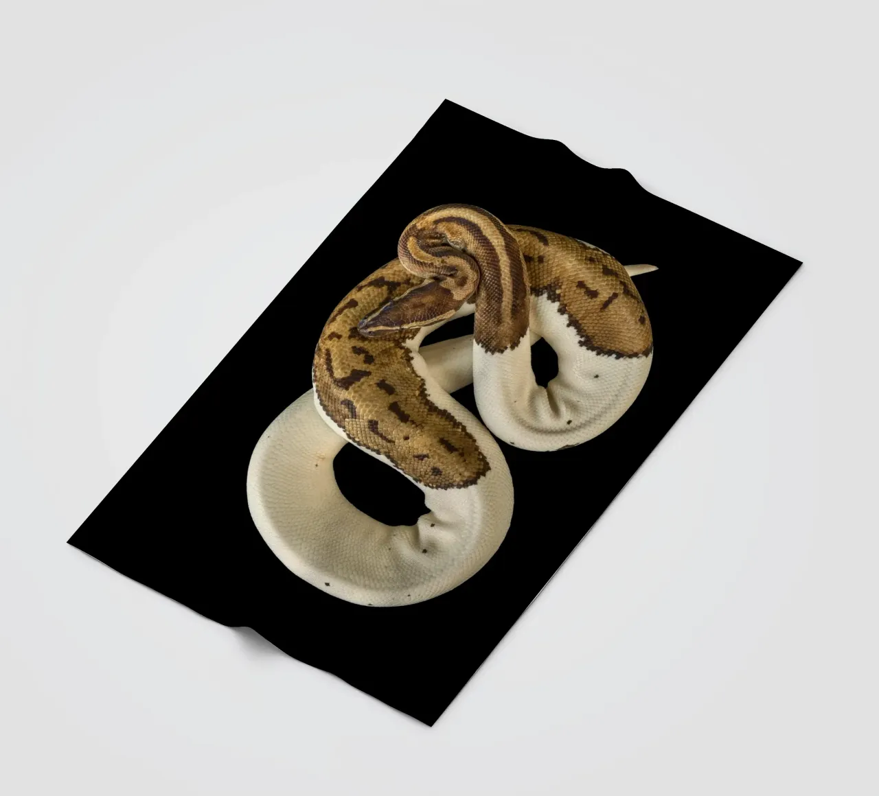 Braun & Weiß Python Fleecedecke von Curious Collections by Marielle Leenders