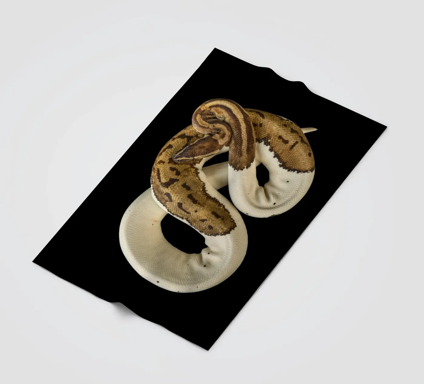 Braun & Weiß Python Fleecedecke von Curious Collections by Marielle Leenders