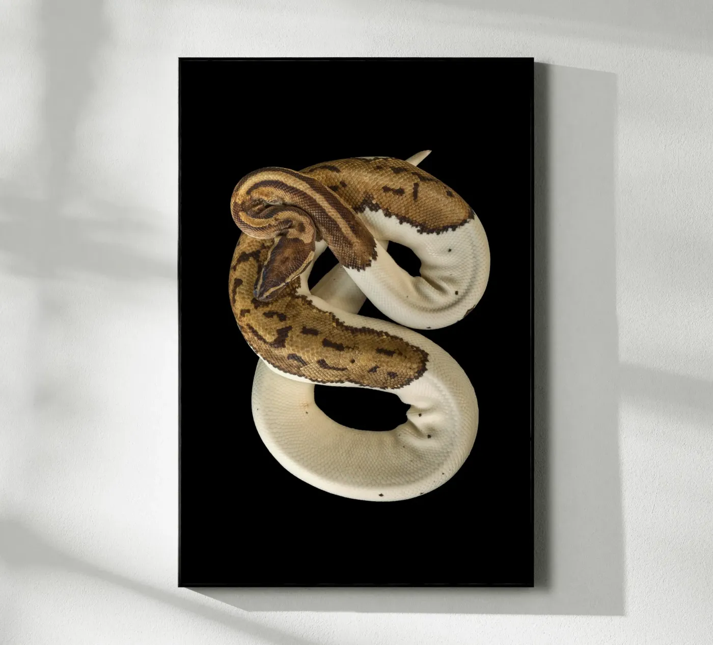 Bruine en witte python acryl van Curious Collections by Marielle Leenders