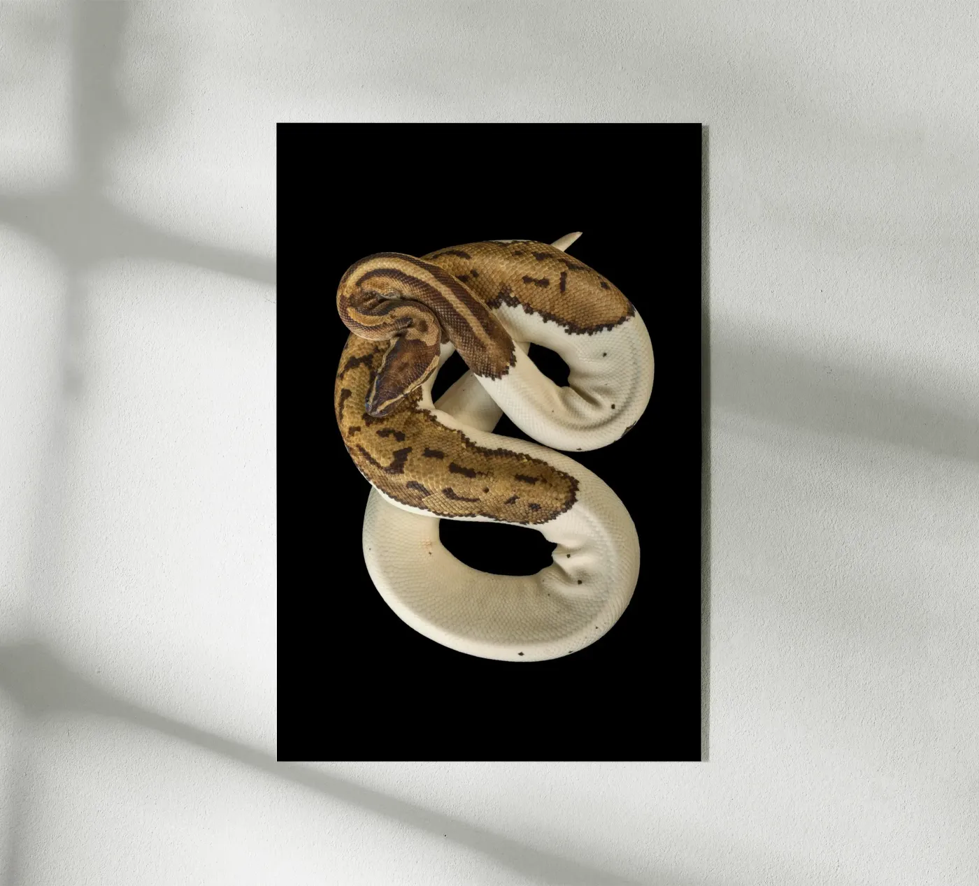Bruine en witte python acryl van Curious Collections by Marielle Leenders