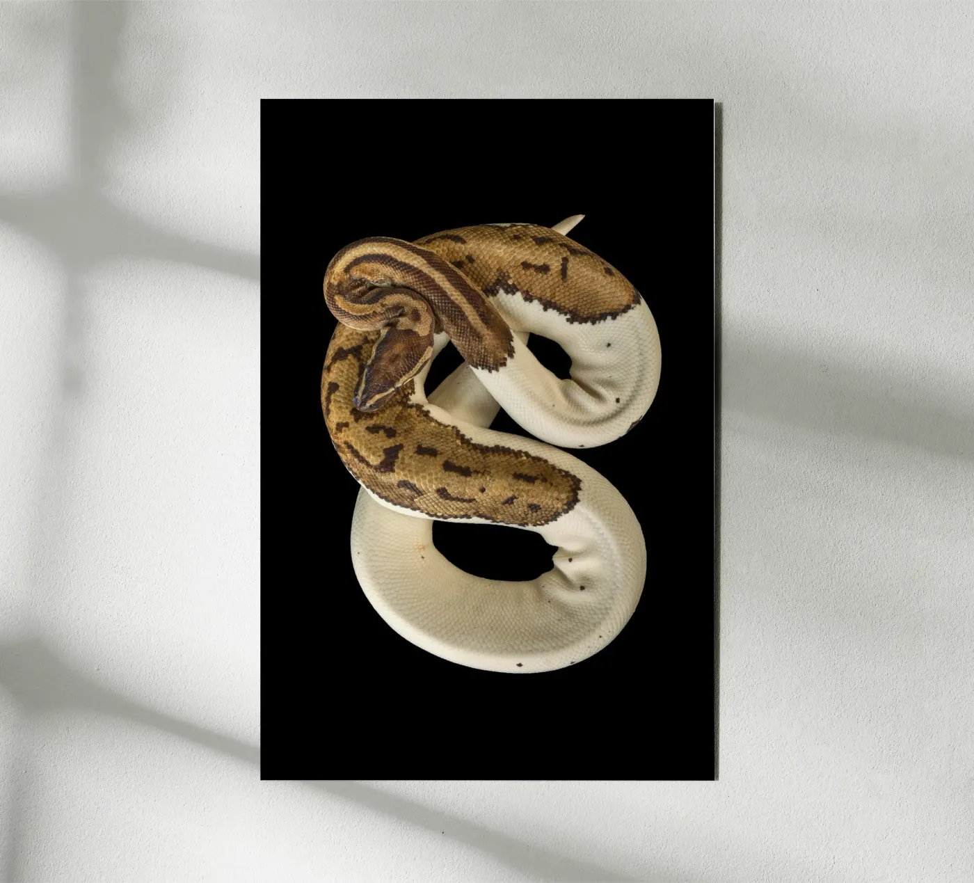 Pitone marrone e bianco pannello forex da Curious Collections by Marielle Leenders