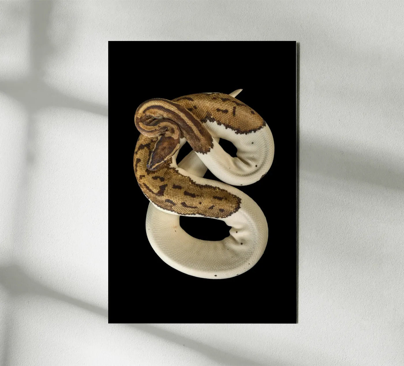 Brown & White Python Forex-Platte von Curious Collections by Marielle Leenders