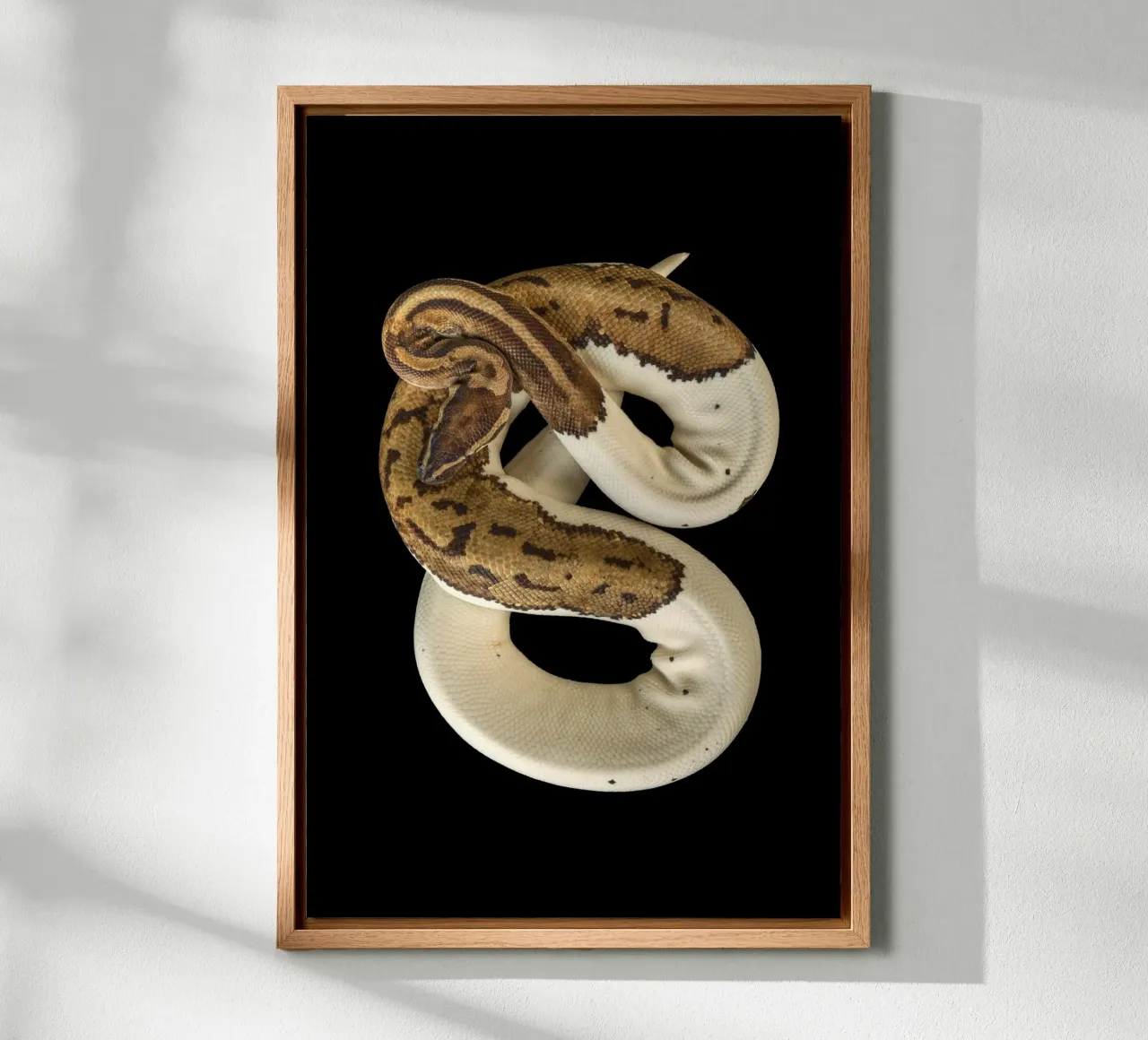 Braun & Weiß Python Leinwand von Curious Collections by Marielle Leenders