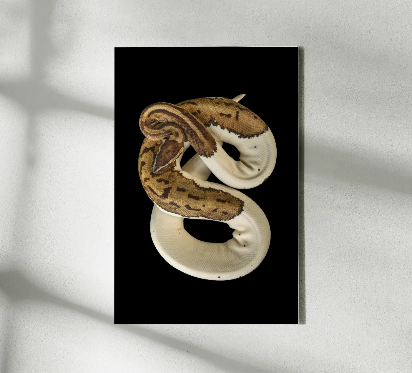 Brown & White Python Leinwand von Curious Collections by Marielle Leenders