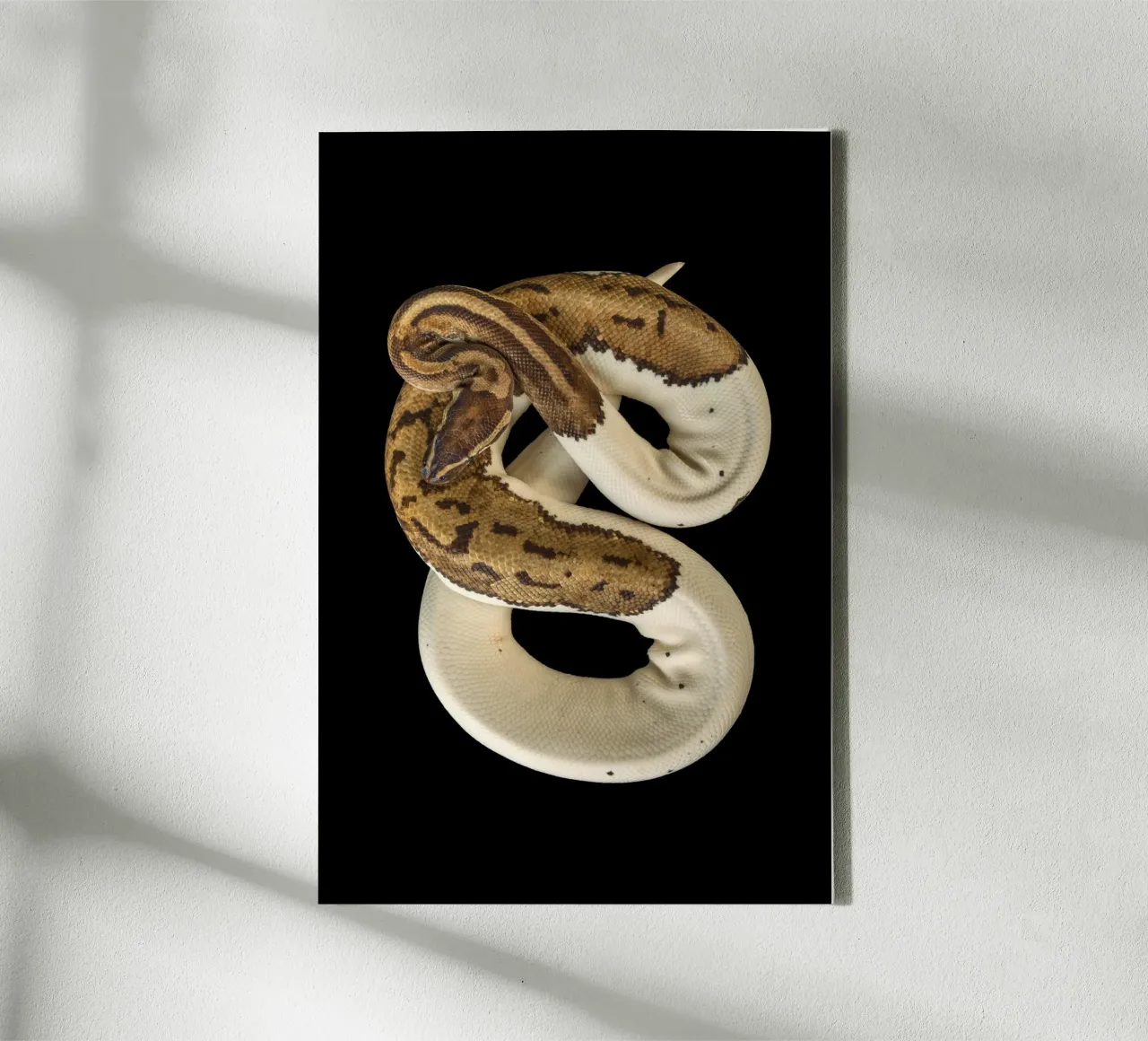 Braun & Weiß Python Leinwand von Curious Collections by Marielle Leenders