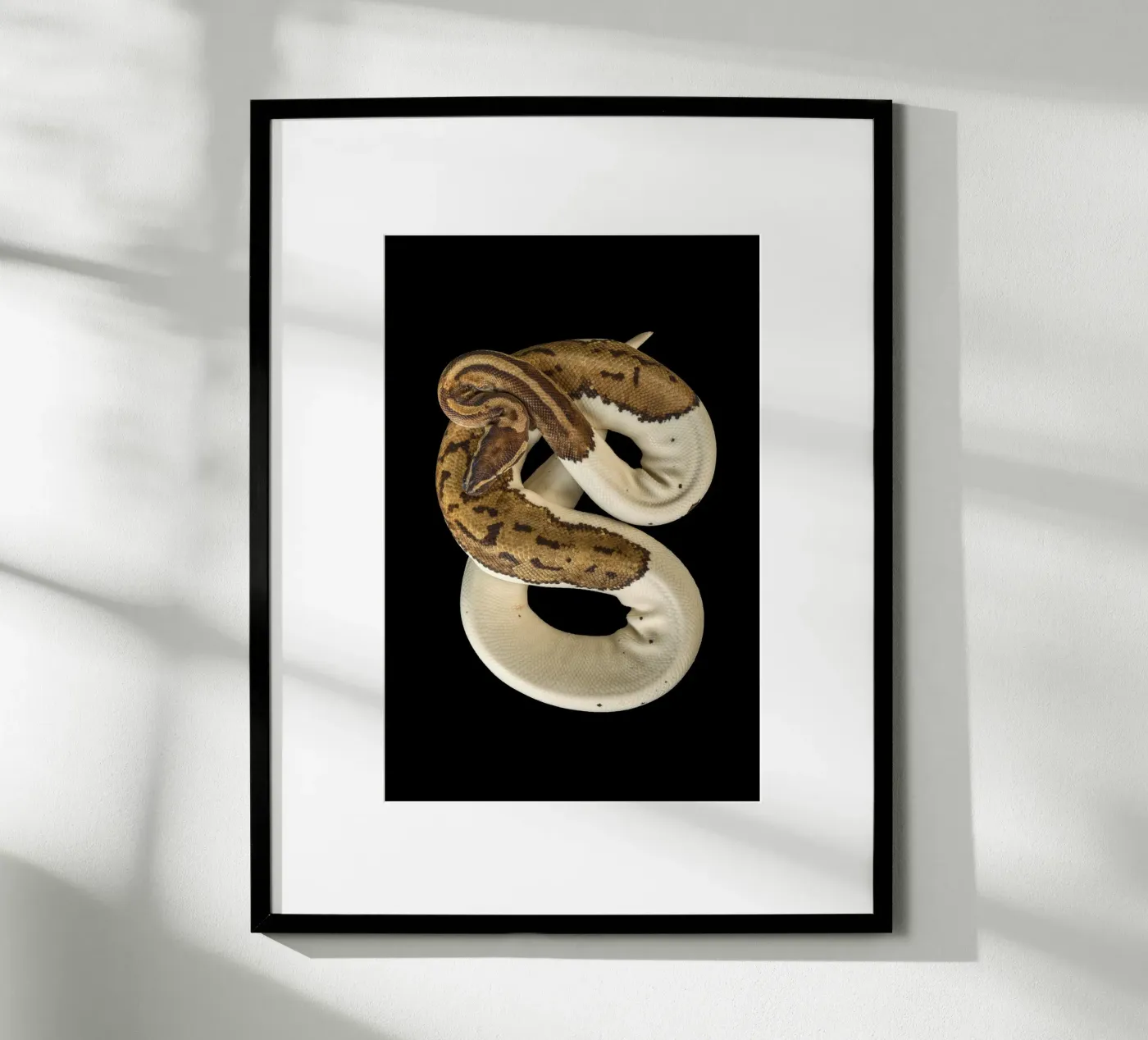 Braun & Weiß Python Poster von Curious Collections by Marielle Leenders