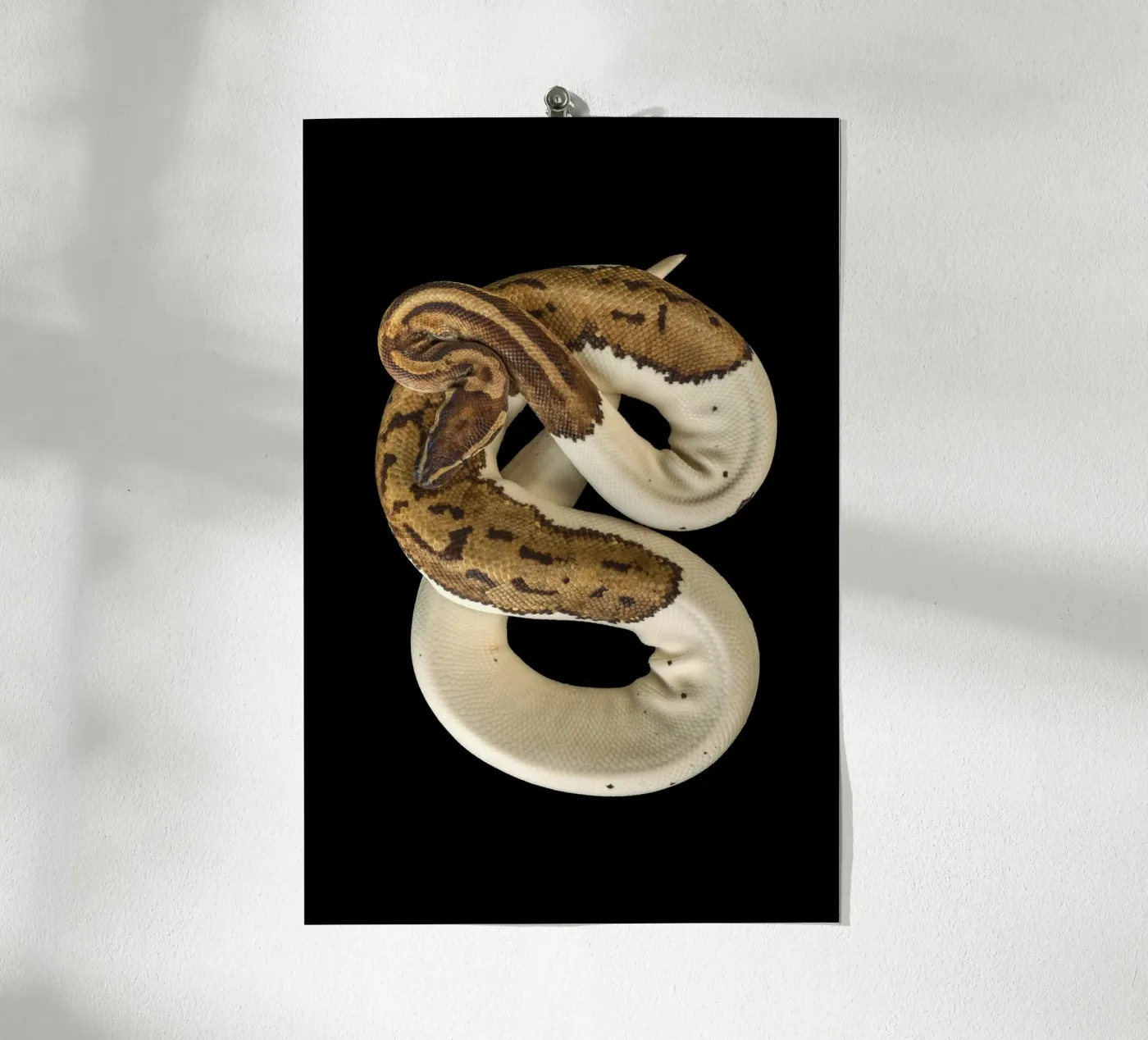 Braun & Weiß Python Poster von Curious Collections by Marielle Leenders