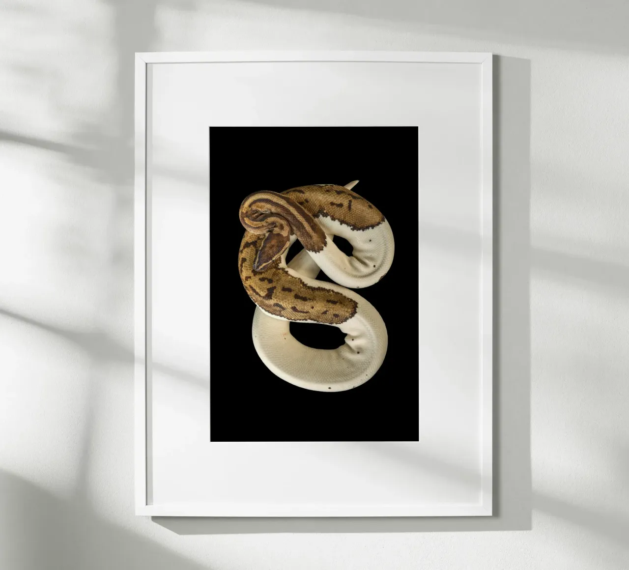 Bruine en witte python poster van Curious Collections by Marielle Leenders