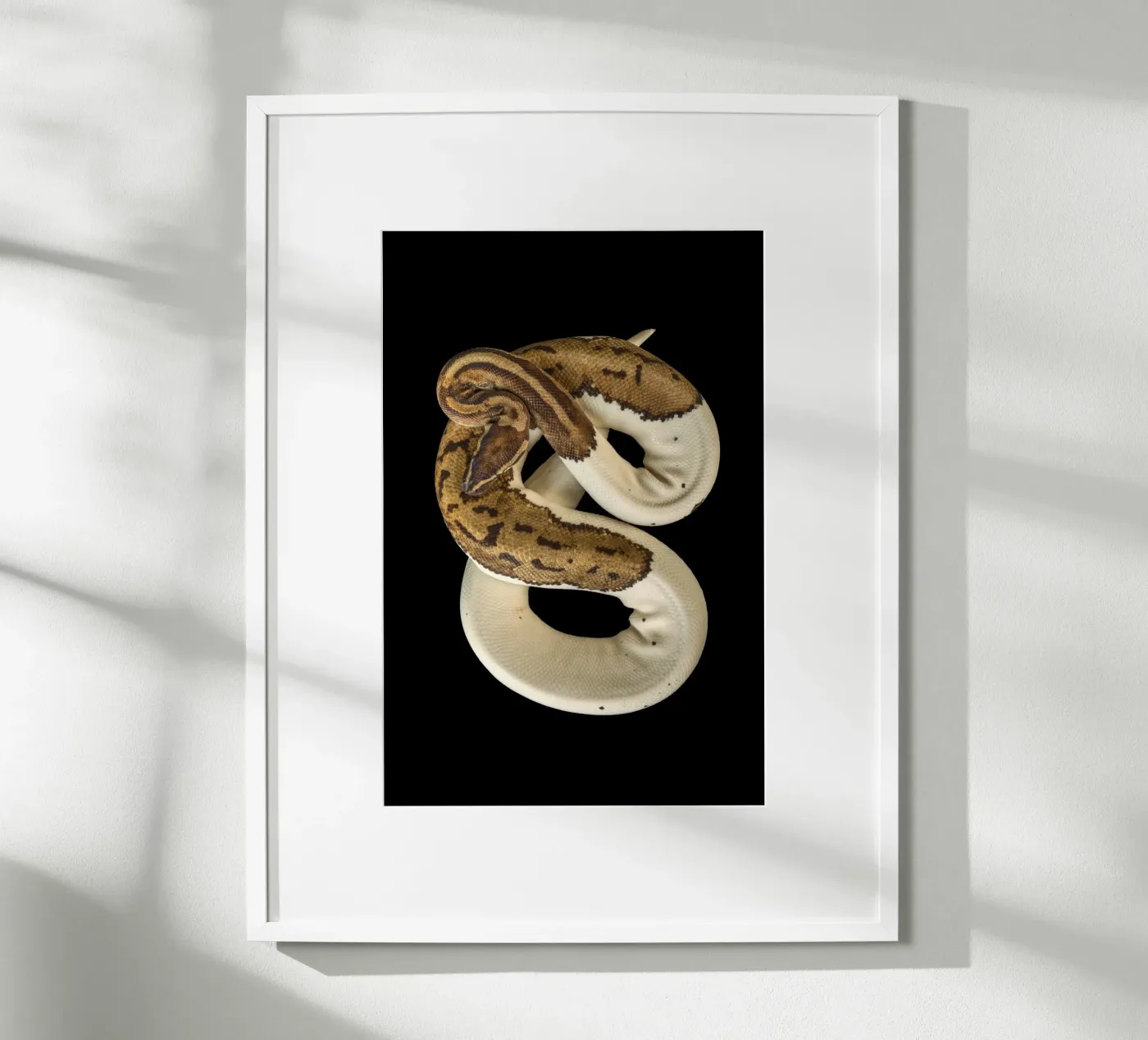 Braun & Weiß Python Poster von Curious Collections by Marielle Leenders