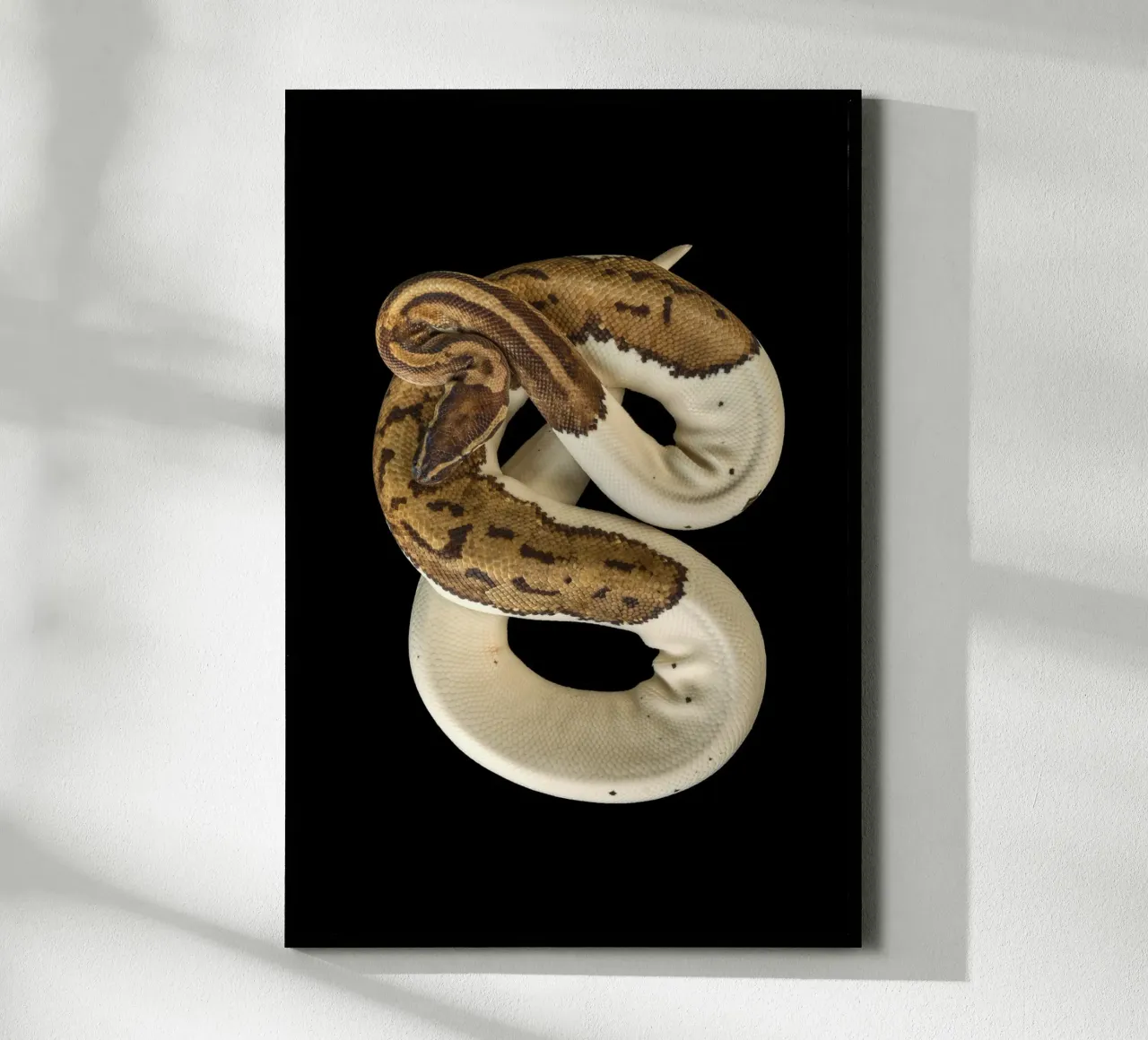 Bruine en witte python poster van Curious Collections by Marielle Leenders
