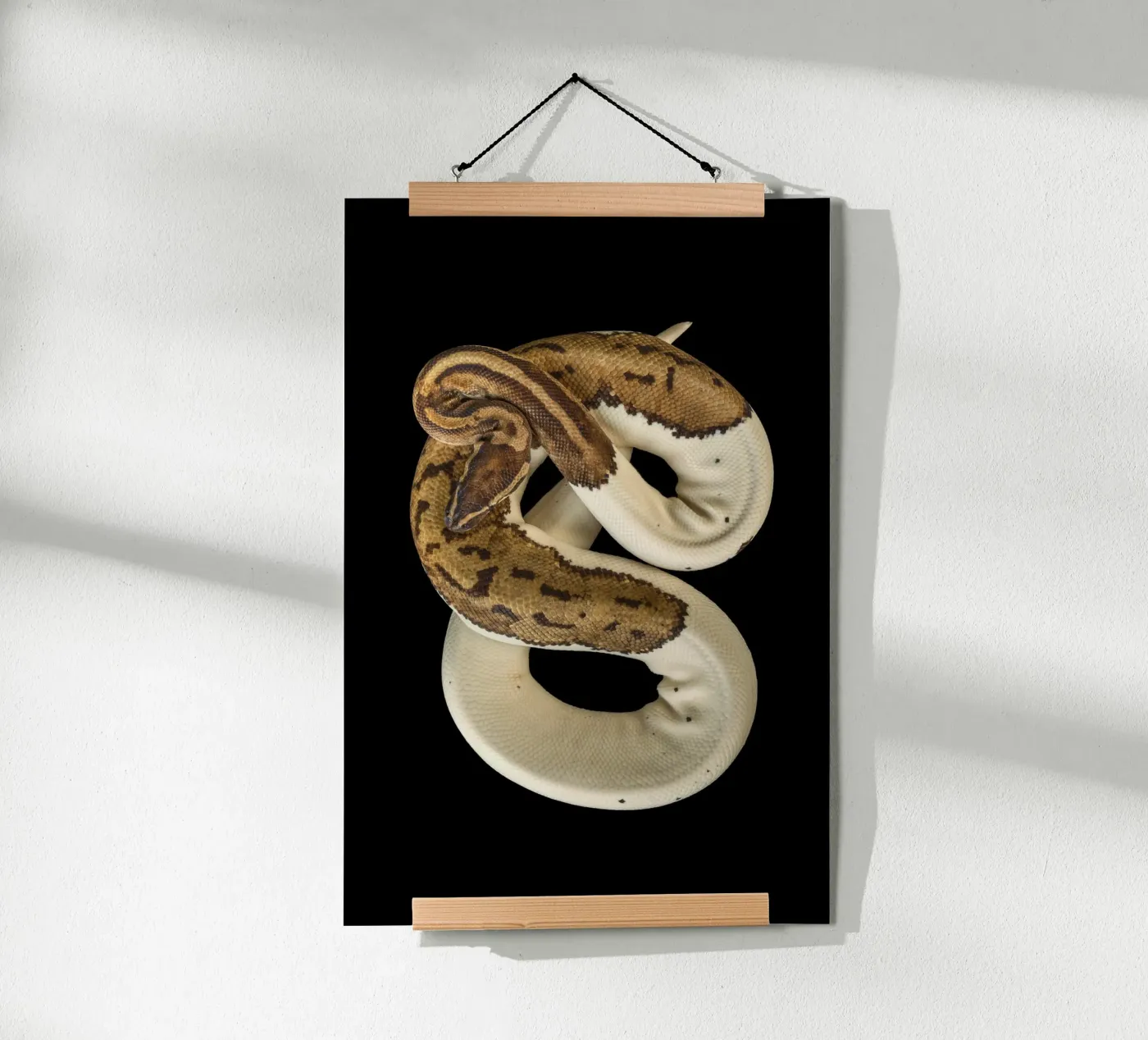 Braun & Weiß Python Poster von Curious Collections by Marielle Leenders