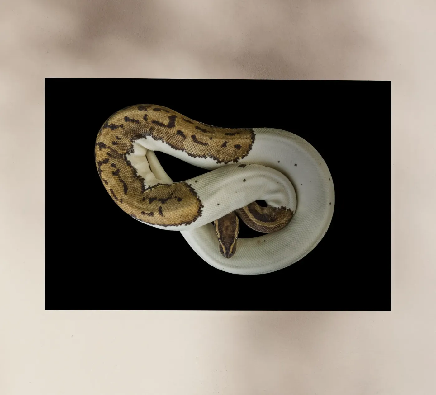 Bruine en witte python backlit folie van Curious Collections by Marielle Leenders