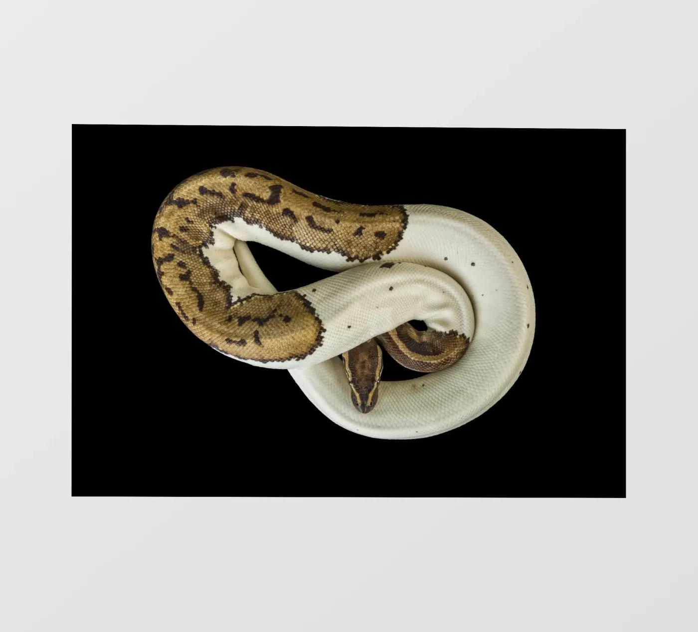 Bruine en witte python fotobehang van Curious Collections by Marielle Leenders