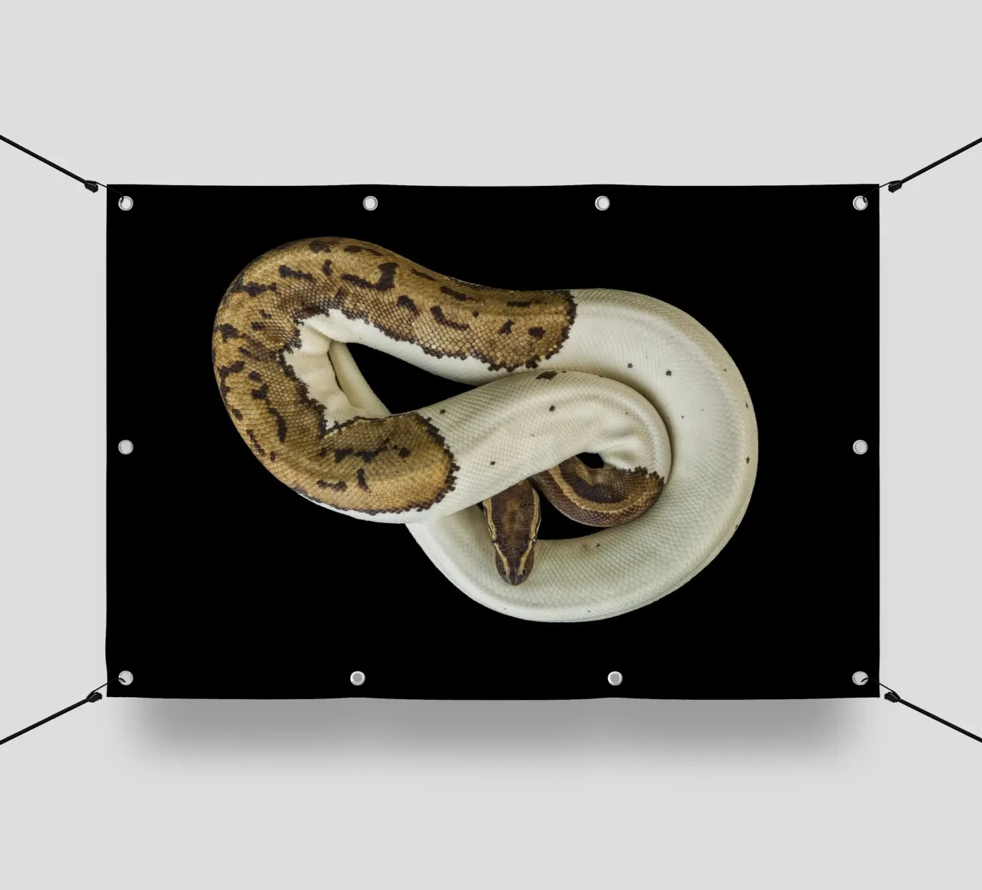 Brown & White Python pvc cover by Curious Collections by Marielle Leenders