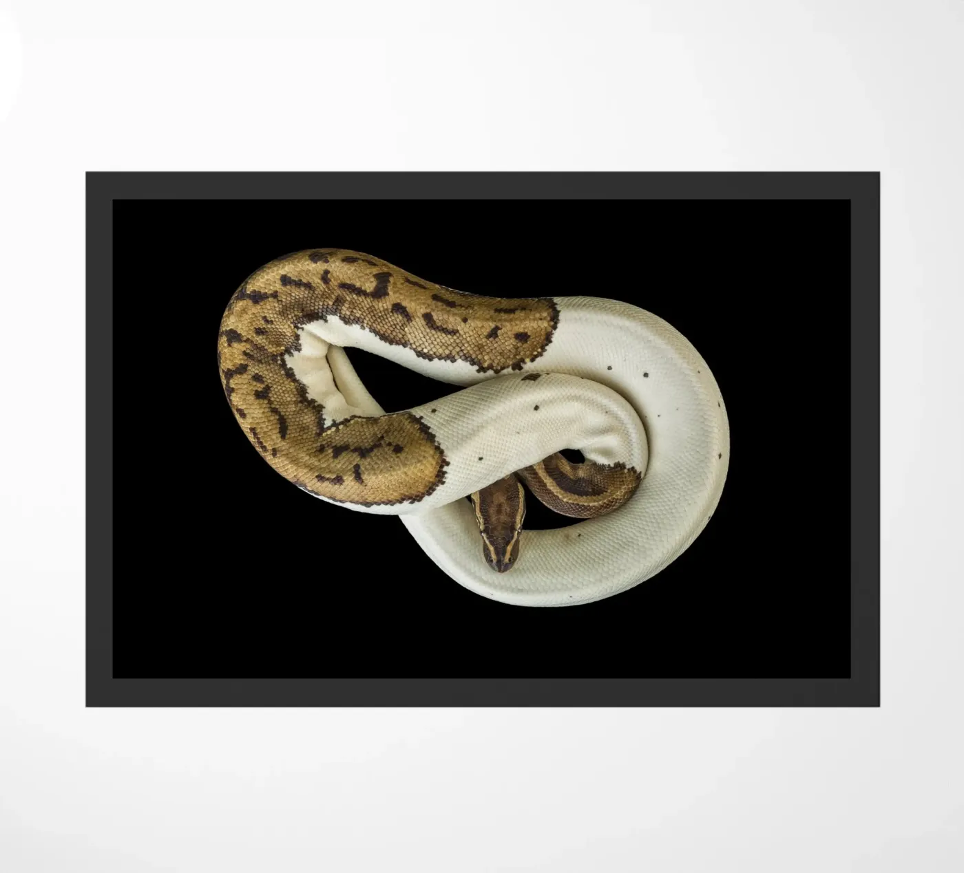 Pitone marrone e bianco zerbino da Curious Collections by Marielle Leenders