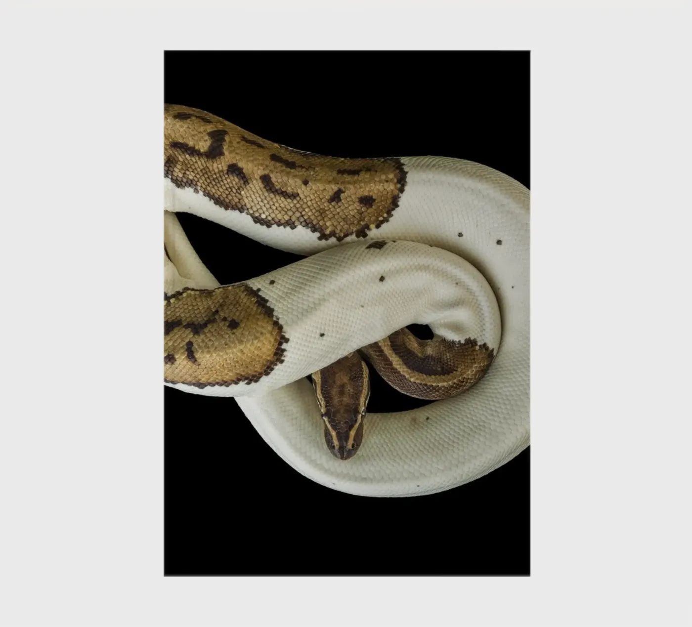 Pitone marrone e bianco diario da Curious Collections by Marielle Leenders