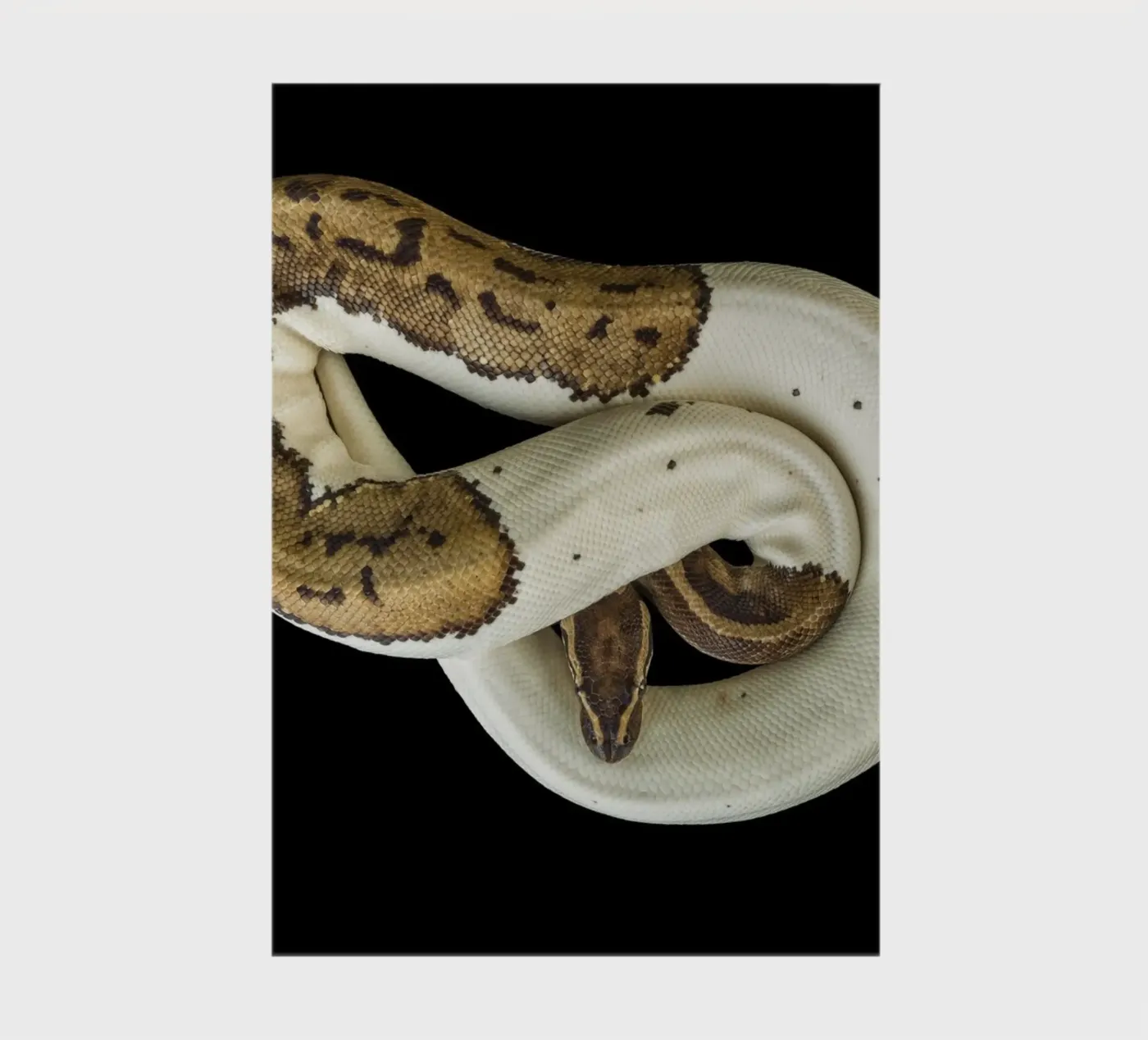 Brown & White Python notebook by Curious Collections by Marielle Leenders