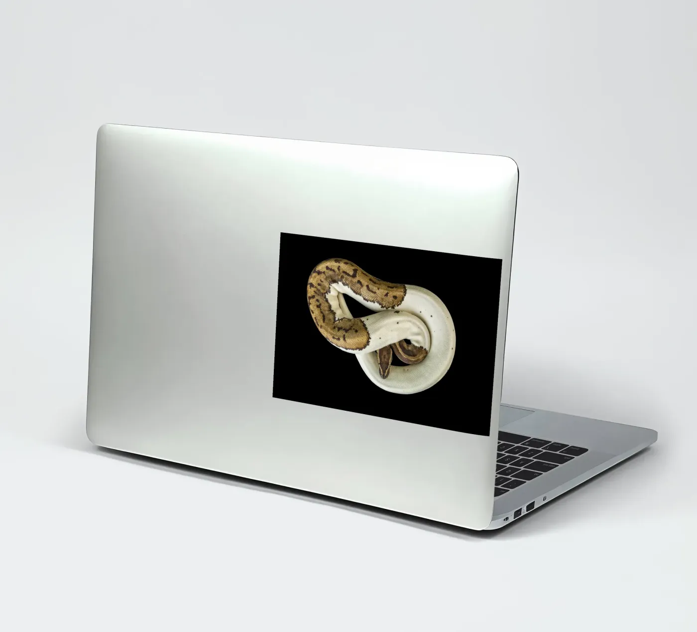 Bruine en witte python sticker van Curious Collections by Marielle Leenders