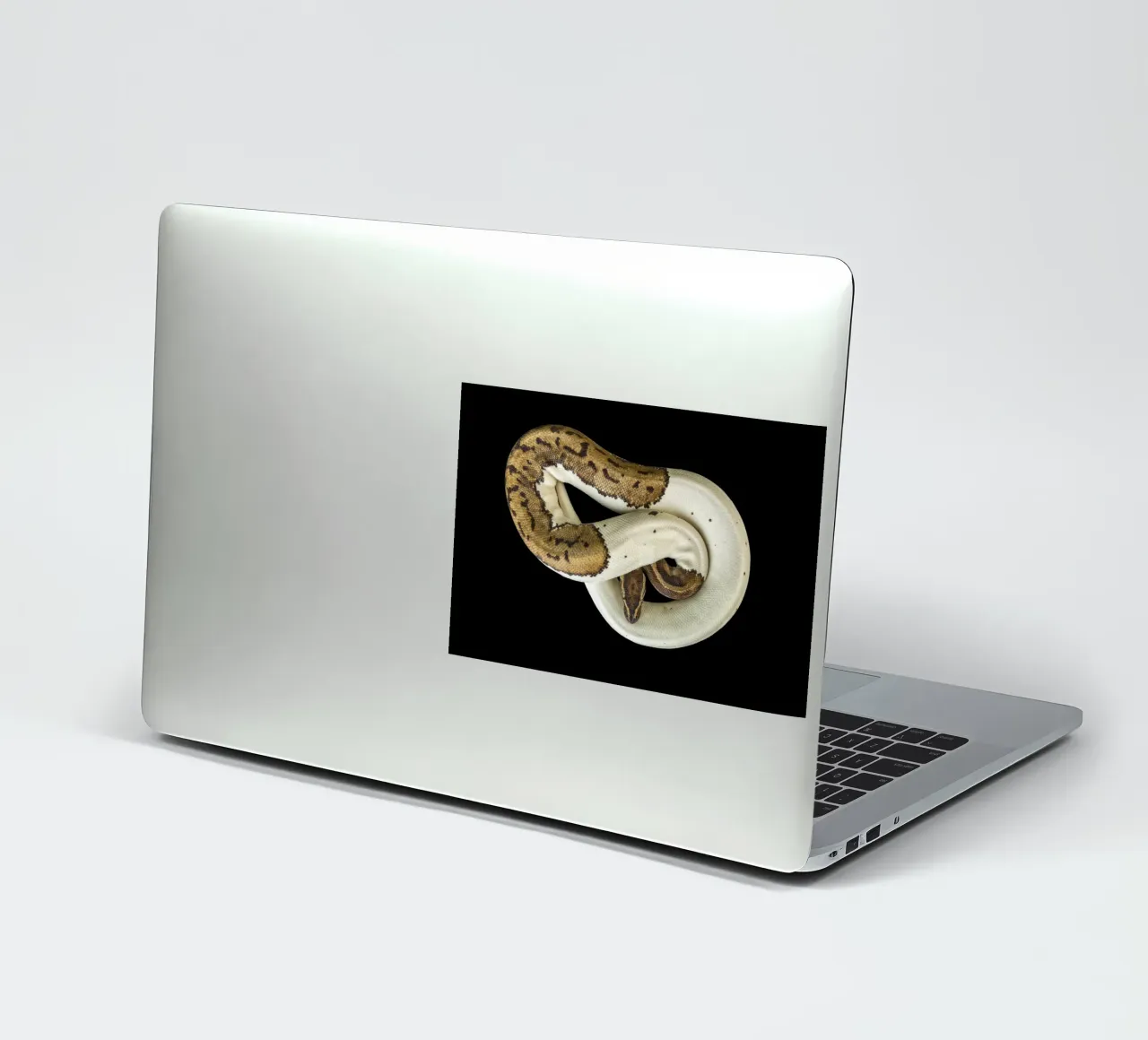 Braun & Weiß Python Sticker von Curious Collections by Marielle Leenders