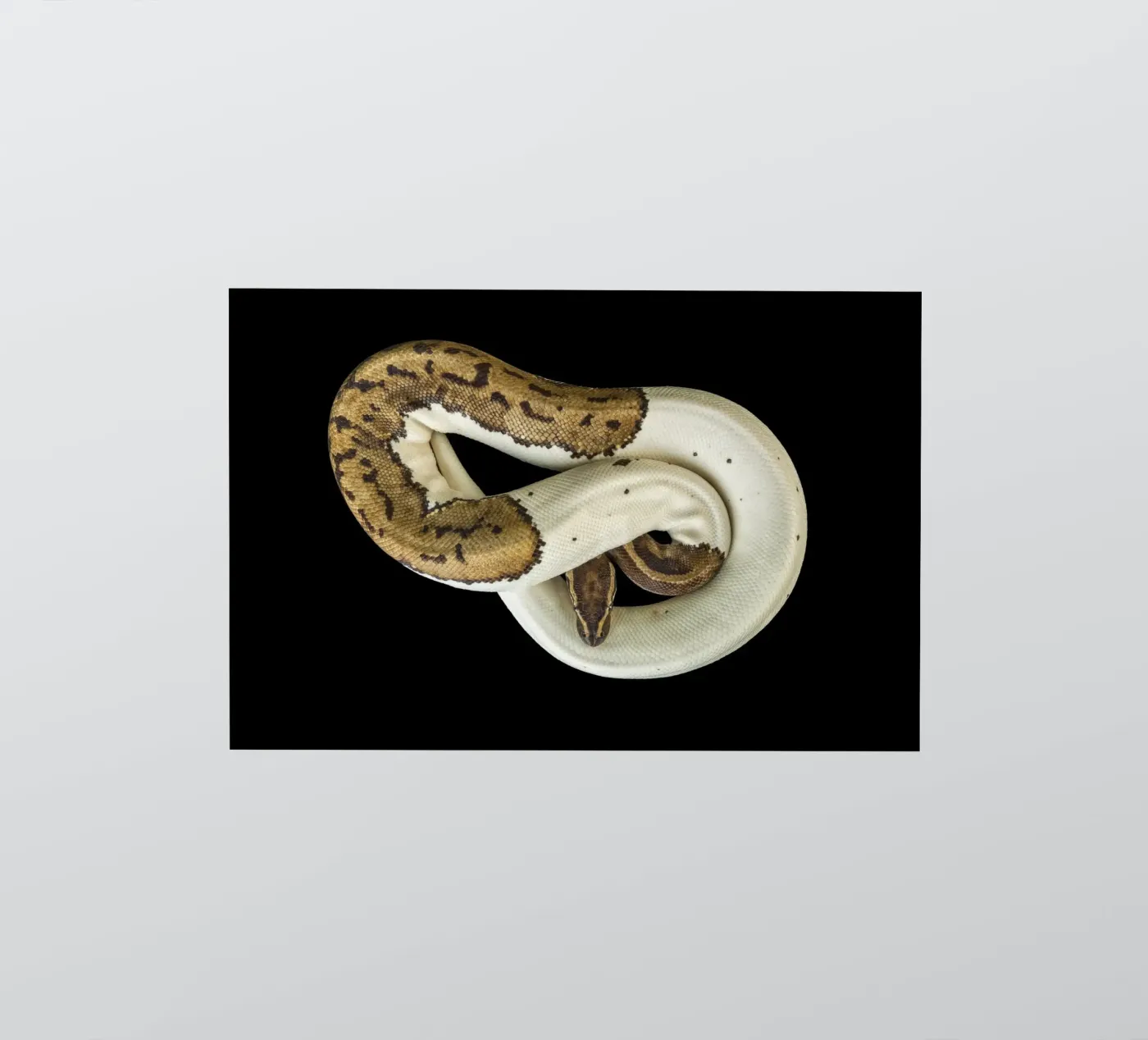 Bruine en witte python sticker van Curious Collections by Marielle Leenders