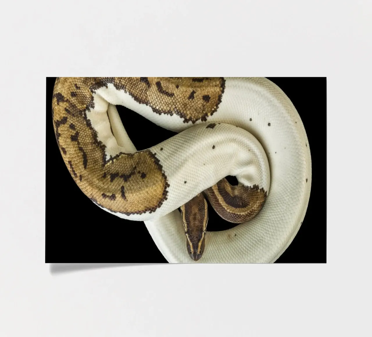 Pitone marrone e bianco foglio adesivo da Curious Collections by Marielle Leenders