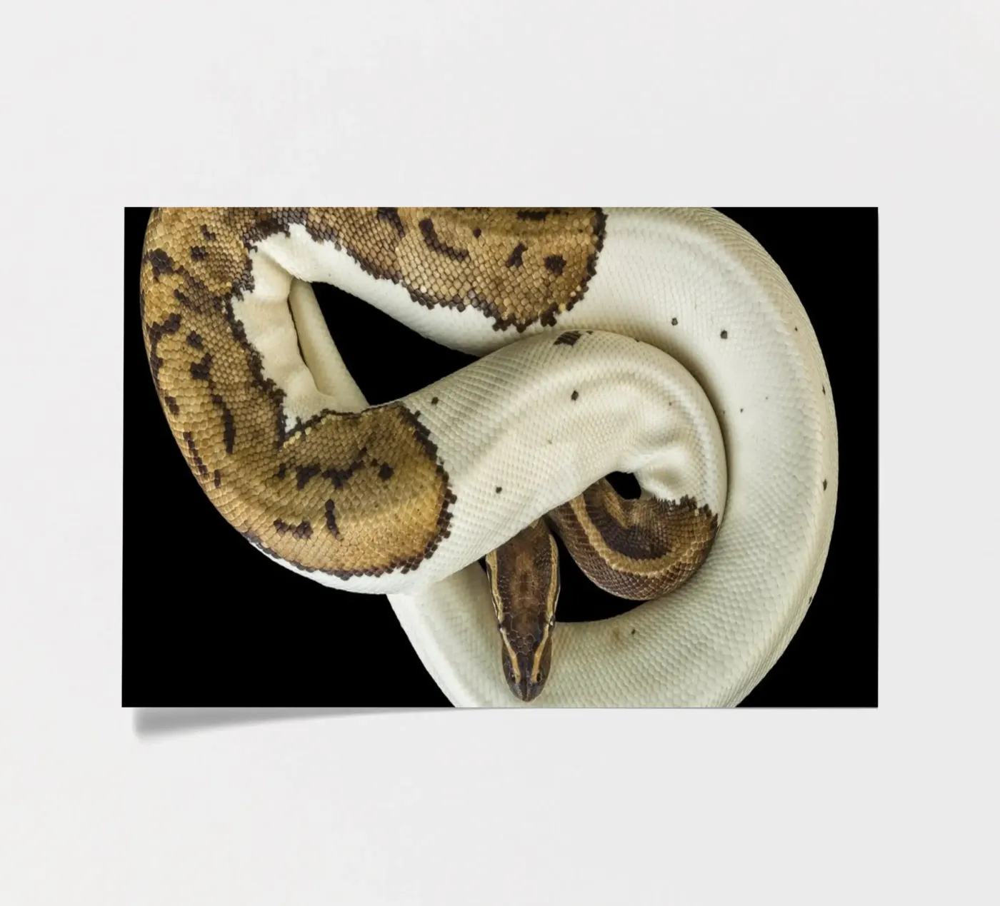 Brown & White Python sticker sheet by Curious Collections by Marielle Leenders