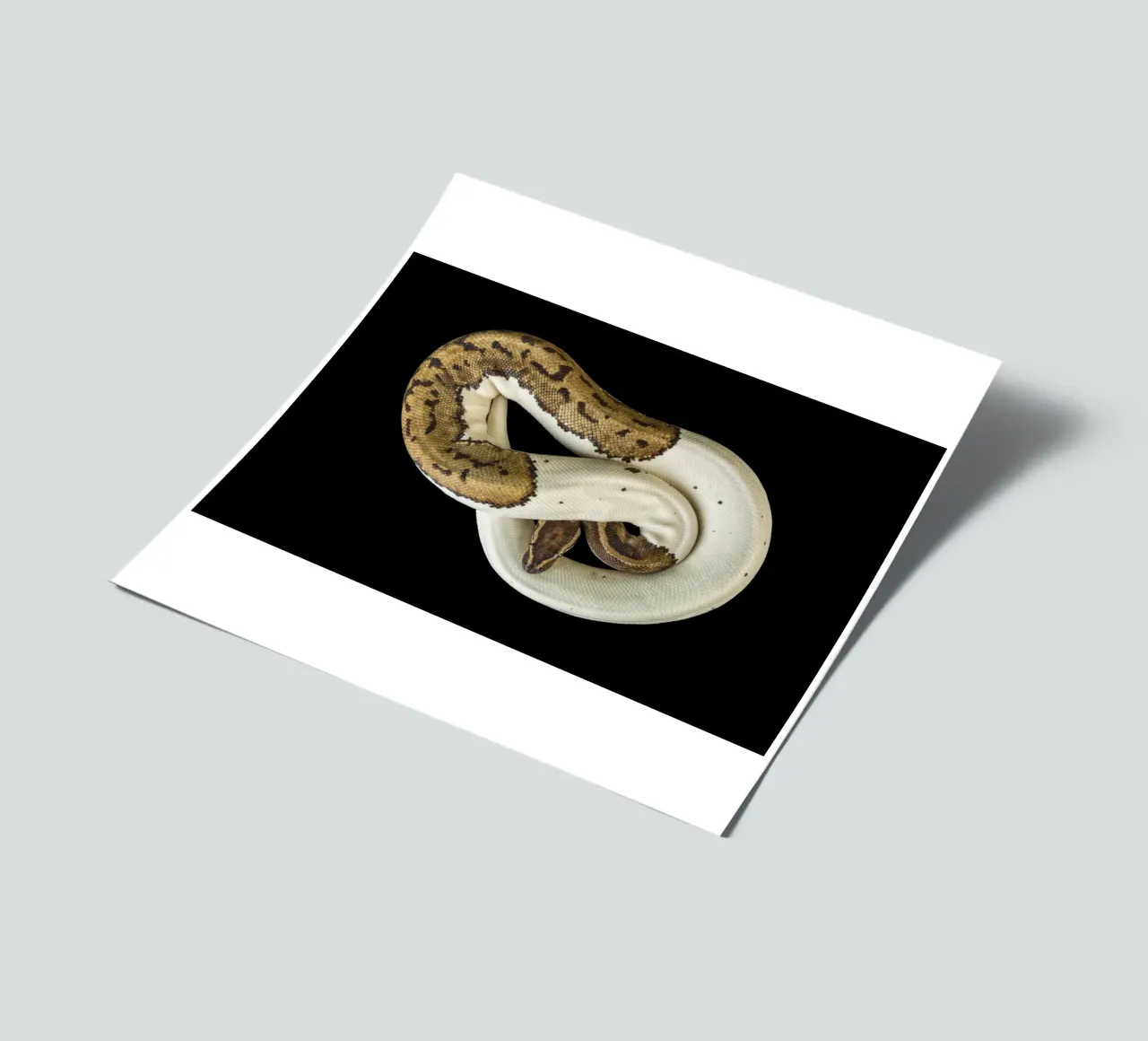 Braun & Weiß Python Stickerbogen von Curious Collections by Marielle Leenders