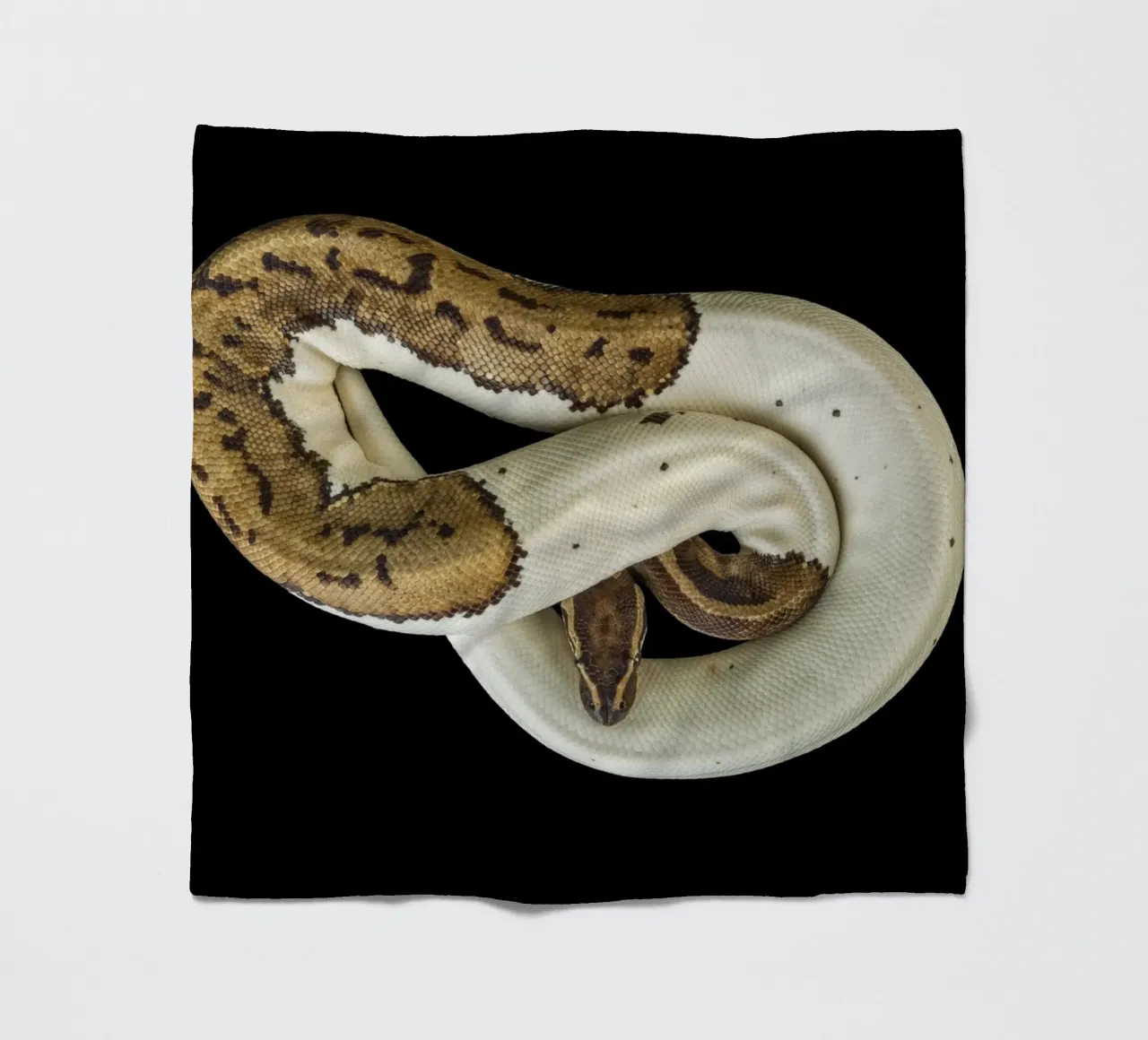 Braun & Weiß Python Fleecedecke von Curious Collections by Marielle Leenders