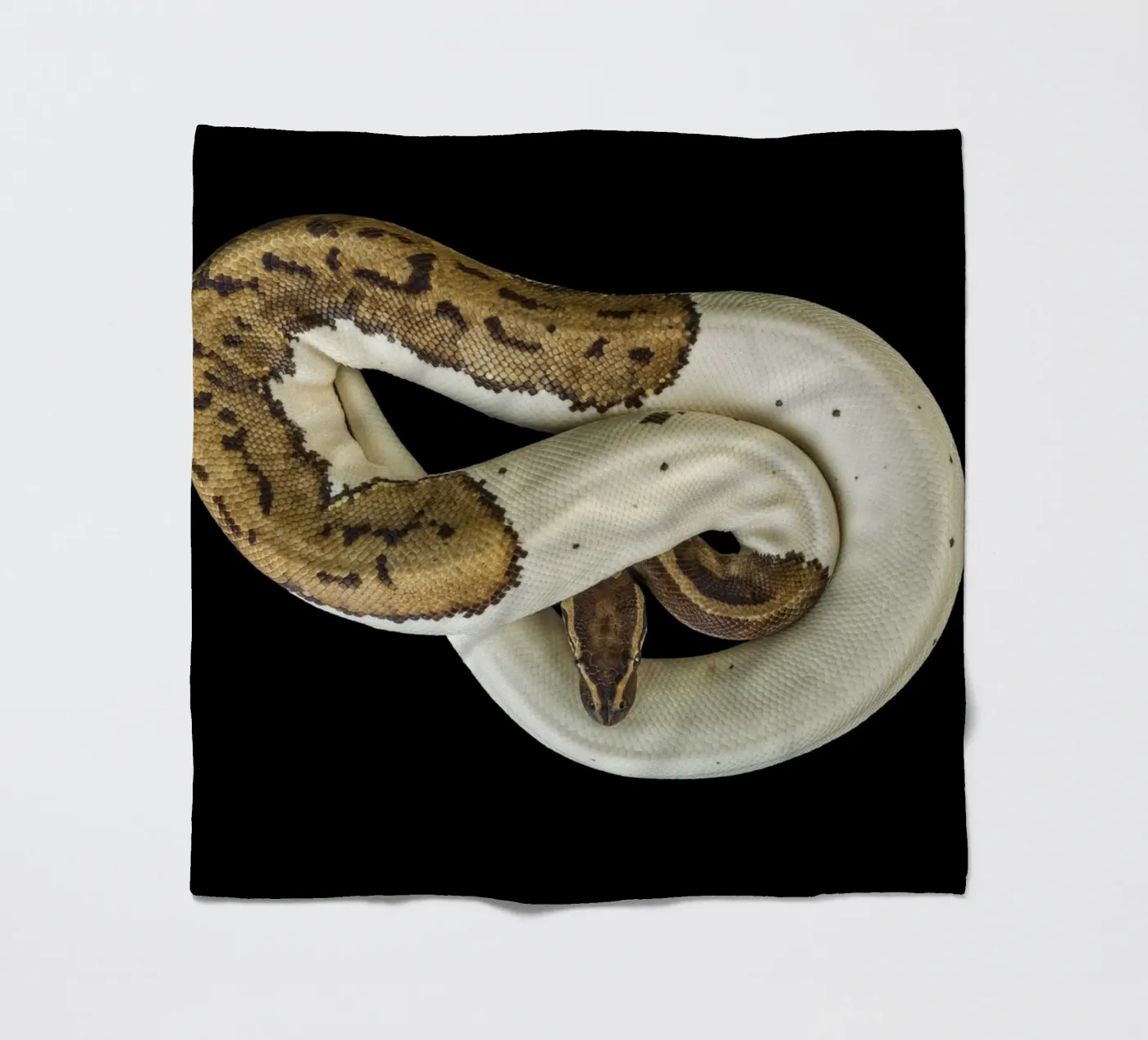 Brown & White Python coperta in pile da Curious Collections by Marielle Leenders