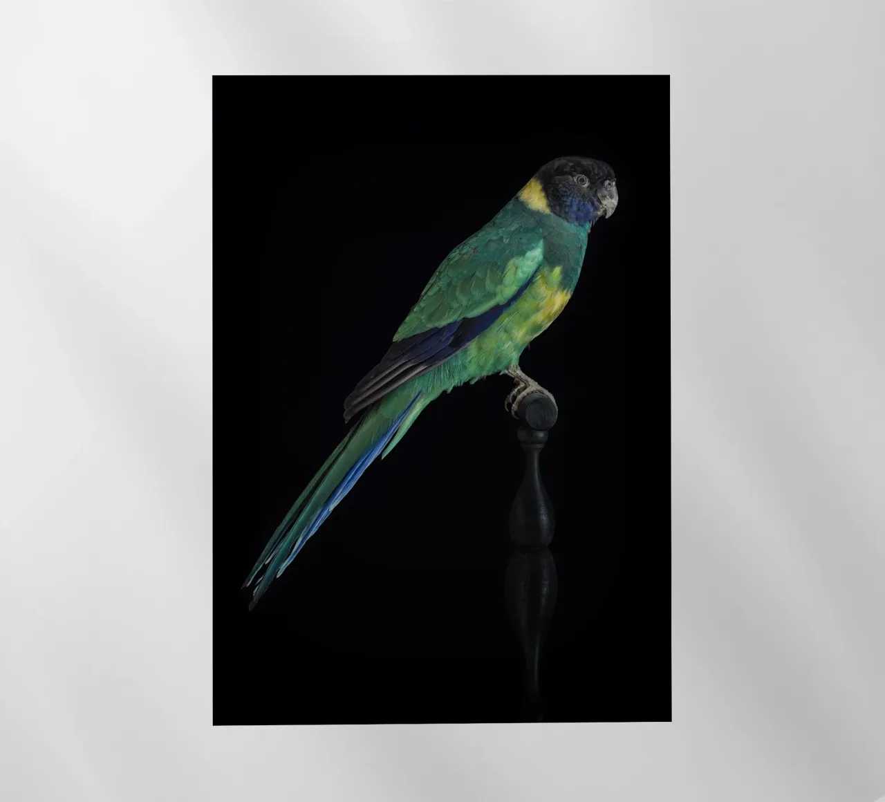 Pappagallini pellicola backlit da Curious Collections by Marielle Leenders