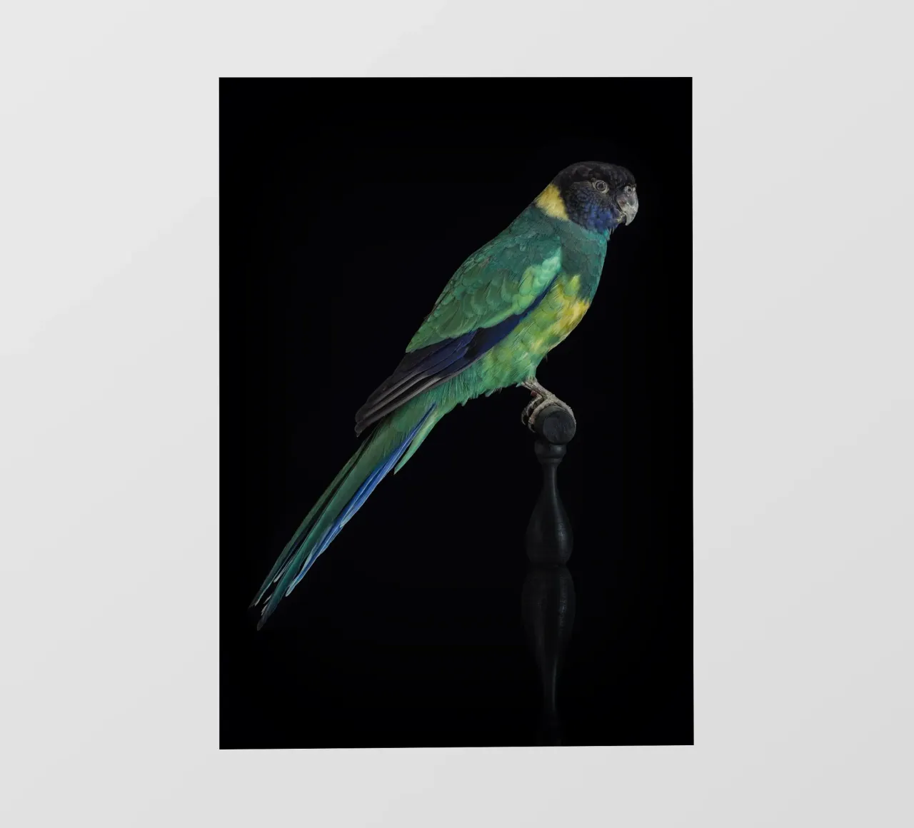 Pappagallini pellicola backlit da Curious Collections by Marielle Leenders