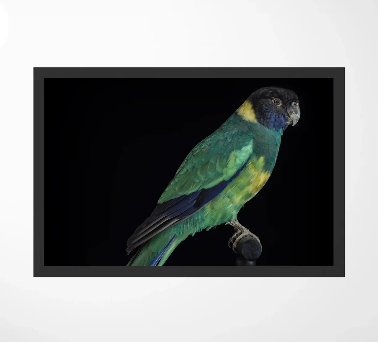 Parakeets doormat by Curious Collections by Marielle Leenders